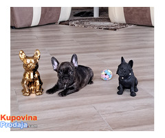 Francuski buldog - Fotografija 2/4