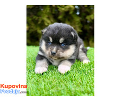 Pomsky- pomski, patuljasti i mini - Fotografija 1/5