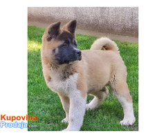 Americka akita, štenci - Fotografija 1/5