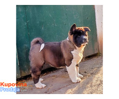 Americka akita, štenci - Fotografija 2/5