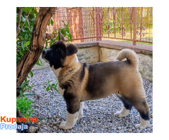 Americka akita, štenci - Fotografija 3/5