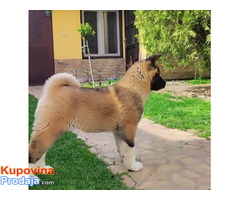 Americka akita, štenci - Fotografija 4/5