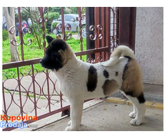 Americka akita, štenci - Fotografija 5/5