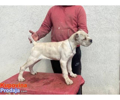 Cane Corso štenci - Fotografija 2/4