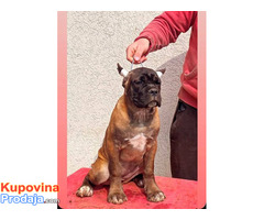 Cane Corso štenci - Fotografija 4/4
