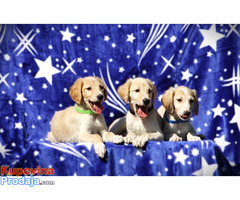 Persiski hrt saluki - Fotografija 1/5