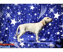 Persiski hrt saluki - Fotografija 3/5