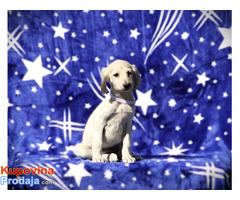 Persiski hrt saluki - Fotografija 4/5