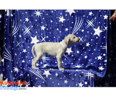 Persiski hrt saluki - Fotografija 5/5