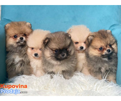 Dostupni prelepi štenci pomeranaca - Fotografija 2/5