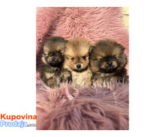 Dostupni prelepi štenci pomeranaca - Fotografija 4/5