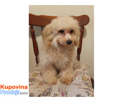MALTIPOO - Fotografija 1/4