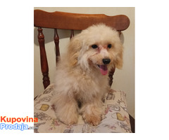 MALTIPOO - Fotografija 2/4