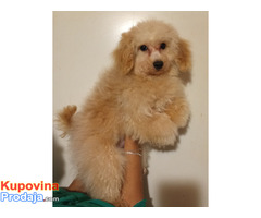 MALTIPOO - Fotografija 3/4