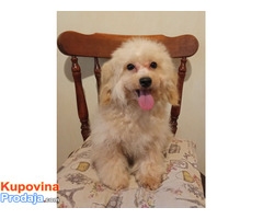 MALTIPOO - Fotografija 4/4