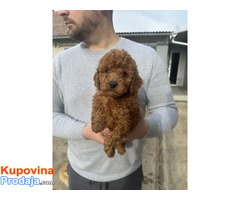 Mini crvene pudle! - Fotografija 2/5