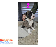 Pit blue nose stenci - Fotografija 1/5