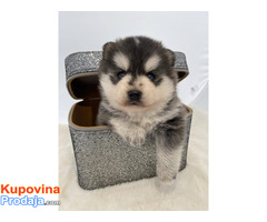 Pomsky- pomski, patuljasti i mini