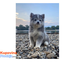 Pomsky- pomski, patuljasti i mini