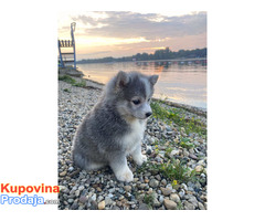 Pomsky- pomski, patuljasti i mini - Fotografija 3/5