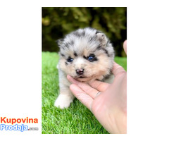 Pomsky- pomski, patuljasti i mini - Fotografija 4/5