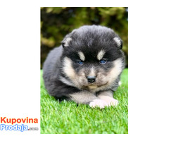 Pomsky- pomski, patuljasti i mini - Fotografija 5/5