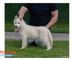 Sibirski Haski štenci - Fotografija 3/5