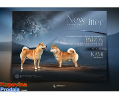 Šampionsko leglo Shiba inu - Fotografija 1/5