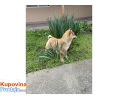 Šampionsko leglo Shiba inu - Fotografija 2/5