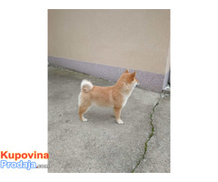 Šampionsko leglo Shiba inu - Fotografija 3/5
