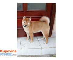 Šampionsko leglo Shiba inu - Fotografija 4/5