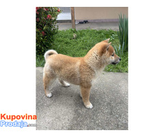 Šampionsko leglo Shiba inu - Fotografija 5/5