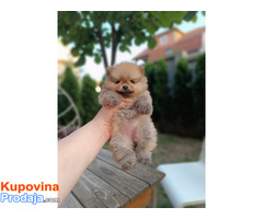 Pomeranac Top zenka - Fotografija 1/8