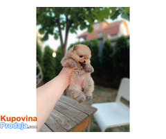 Pomeranac Top zenka - Fotografija 2/8