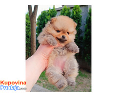 Pomeranac Top zenka - Fotografija 3/8