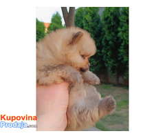 Pomeranac Top zenka - Fotografija 4/8