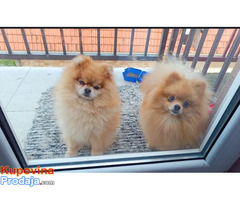 Pomeranac Top zenka - Fotografija 6/8