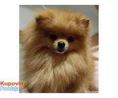 Pomeranac Top zenka - Fotografija 7/8