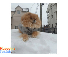 Pomeranac Top zenka - Fotografija 8/8