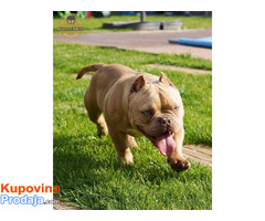 American bully exotic štenci - Fotografija 3/6