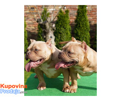 American bully exotic štenci - Fotografija 4/6
