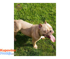 American bully exotic štenci - Fotografija 5/6