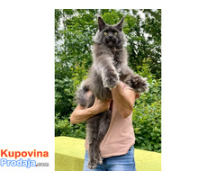 Maine Coon mačići - Fotografija 2/6