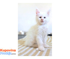 Maine Coon mačići - Fotografija 4/6