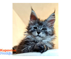 Maine Coon mačići - Fotografija 5/6