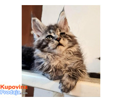 Maine Coon mačići - Fotografija 6/6