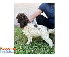 Lagotto Romagnolo, dostupni štenci - Fotografija 1/10