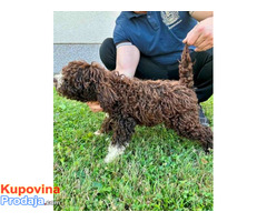 Lagotto Romagnolo, dostupni štenci - Fotografija 2/10