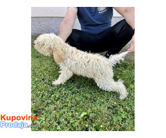 Lagotto Romagnolo, dostupni štenci - Fotografija 3/10