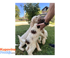 Lagotto Romagnolo, dostupni štenci - Fotografija 5/10
